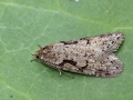 Semioscopis steinkellneriana