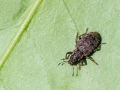Filename=Sitona_hispidulus.jpg
Filesize=501KiB
Dimensions=800x600
Date added=Sep 27, 2026 Sitona_hispidulus.jpg