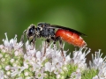 Sphecodes albilabris