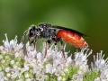 Sphecodes_albilabris.jpg