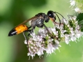 Sphex funerarius