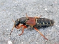 Filename=Staphylinus_dimidiaticornis.jpg
Filesize=205KiB
Dimensions=640x480
Date added=Sep 06, 2011 Staphylinus_dimidiaticornis.jpg