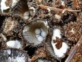 Striegeliger Teuerling