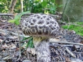 Strobilomyces strobilaceus