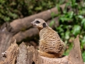 Suricata_suricatta.jpg