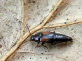 Tachinus subterraneus