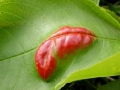 Taphrina_farlowii.jpg