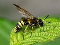 Filename=Tenthredo_marginella-thompsoni.jpg
Filesize=163KiB
Dimensions=640x480
Date added=Aug 06, 2022 Tenthredo_marginella-thompsoni.jpg