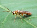 Filename=Tenthredopsis_sordida.jpg
Filesize=204KiB
Dimensions=640x480
Date added=Jun 05, 2017 Tenthredopsis_sordida.jpg