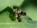 Filename=Tephritis_formosa.jpg
Filesize=160KiB
Dimensions=640x480
Date added=Jul 15, 2017 Tephritis_formosa.jpg