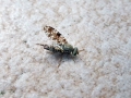 Filename=Tephritis_ruralis.jpg
Filesize=142KiB
Dimensions=640x480
Date added=Sep 05, 2011 Tephritis_ruralis.jpg