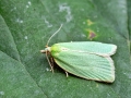Tortrix viridana