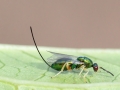 Torymus_auratus_Weibchen.jpg