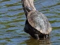 Trachemys_scripta_scripta_Weibchen.jpg