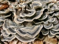 Trametes versicolor
