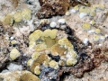 Trichoderma_pulvinatum.jpg