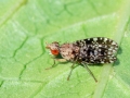 Trypetoptera_punctulata.jpg