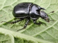 Typhaeus typhoeus