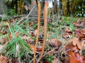 Typhula_fistulosa.jpg