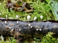 Typhula_spathulata.jpg