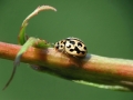 Tytthaspis sedecimpunctata