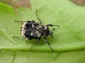 Valgus hemipterus