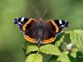 Vanessa atalanta