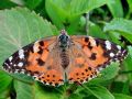 Vanessa cardui