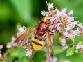 Volucella_zonaria_Weibchen.jpg