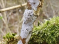 Xylodon_sambuci.jpg