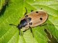 Xylodrepa quadripunctata