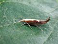 Ypsolopha dentella