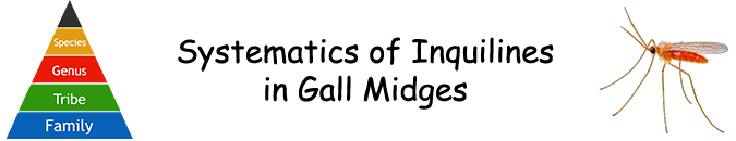 Pflanzengallen - Systematik der Inquilinen